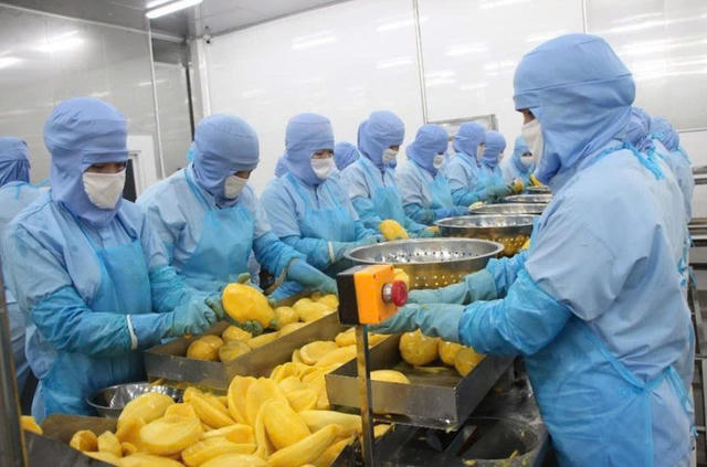 Rau quả Thực phẩm An Giang (ANT) 'hụt hơi' quý I/2026 khi doanh thu, lợi nhuận đồng loạt đi lùi