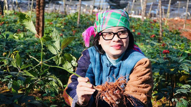 Lương y Nguyễn Thị Thái: Kiên định triết lý chữa bệnh từ gốc trong y học cổ truyền 
