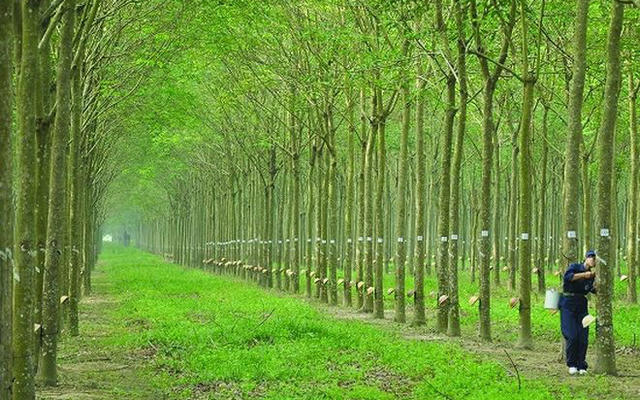 Nhận đền bù nghìn tỷ từ dự án của THACO và VSIP, Cao su Phước Hòa (PHR) dự kiến báo lãi kỷ lục, cổ phiếu lập đỉnh lịch sử