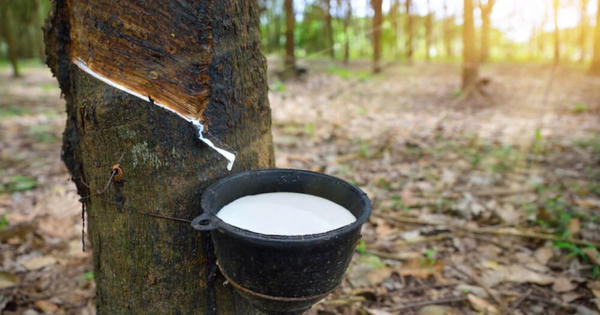 Bức tranh lợi nhuận ngành cao su phân hóa: Thượng nguồn bội thu, hạ nguồn săm lốp đối diện áp lực chi phí