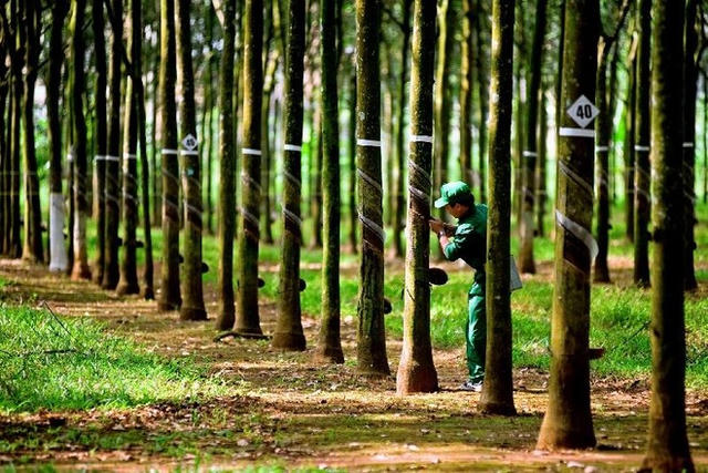 Cao su Tây Ninh (TRC) đặt mục tiêu lãi tối thiểu năm 2026 đạt 491,2 tỷ đồng