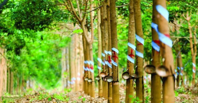 Cao su Phước Hòa (PHR) sắp phát hành 108,4 triệu cổ phiếu, nâng vốn điều lệ lên hơn 2.400 tỷ đồng Cao su Phước Hòa (PHR) sắp phát hành 108,4 triệu cổ phiếu, nâng vốn điều lệ lên hơn 2.400 tỷ đồng