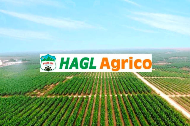 HAGL Agrico (HNG) sáp nhập 3 công ty con tại Lào