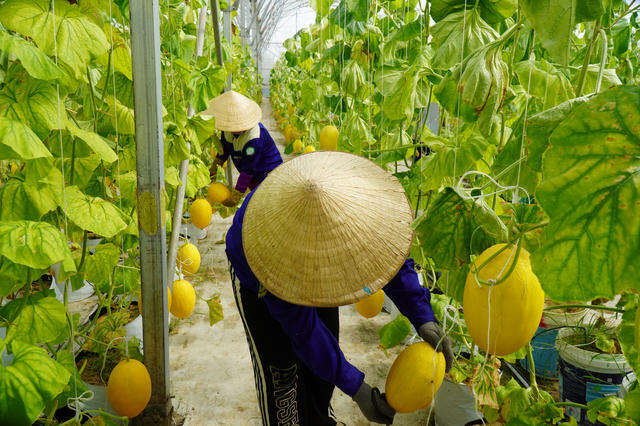Từ nông trại đến tay người tiêu dùng: Saigon Co.op thí điểm truy xuất nguồn gốc