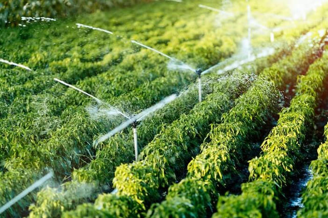 Những kỳ tích của ngành lâm nghiệp
