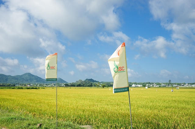 Giống cây trồng miền Nam (SSC) hụt gần 20% lợi nhuận sau soát xét, lãi bán niên lao dốc 96%