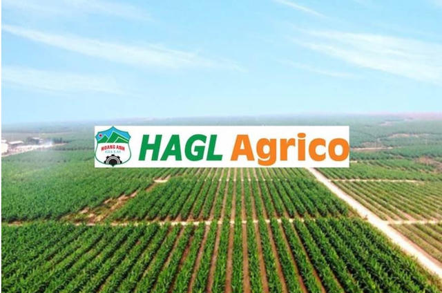 Kiểm toán điều chỉnh vốn hóa lãi vay, HAGL Agrico (HNG) phình to lỗ ròng bán niên lên 187 tỷ đồng Kiểm toán điều chỉnh vốn hóa lãi vay, HAGL Agrico (HNG) phình to lỗ ròng bán niên lên 187 tỷ đồng
