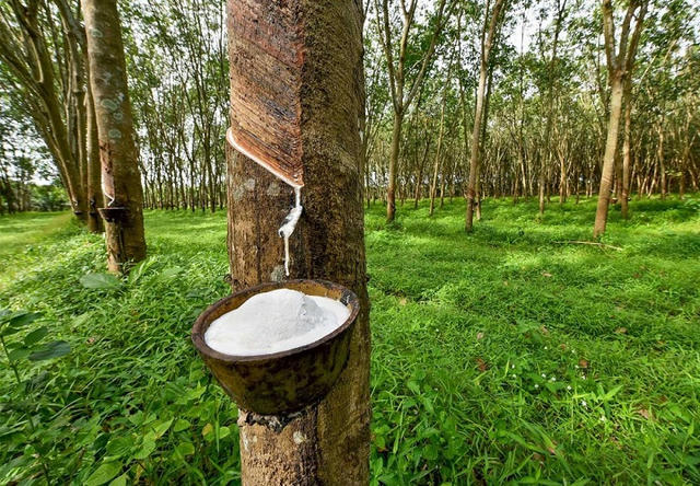Xuất nhập khẩu Cao su (RBC) miễn nhiệm Phó Tổng Giám đốc sau 16 năm tại vị