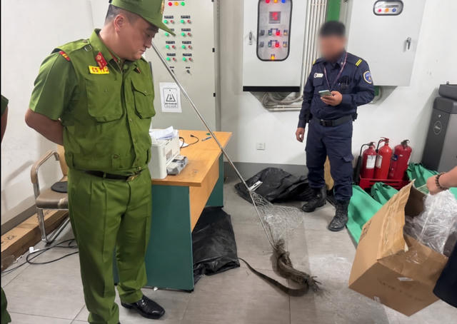 Phát hiện động vật hoang dã xuất hiện tại khu đô thị ở Hà Nội Phát hiện động vật hoang dã xuất hiện tại khu đô thị ở Hà Nội