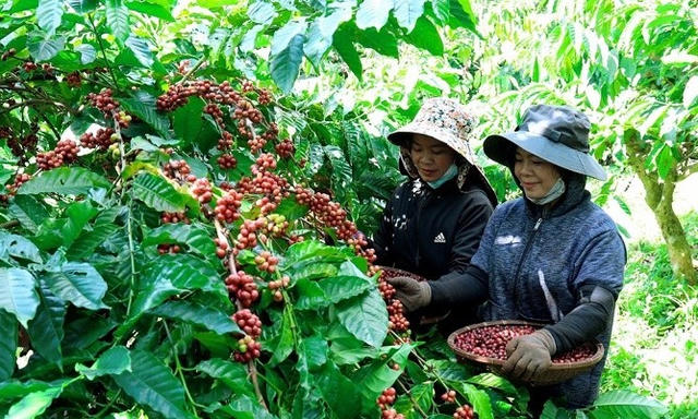 Cà phê Gia Lai (FGL) thoát lỗ quý 3 nhờ khoản thu nợ nghìn trọng, lũy kế 9 tháng vẫn âm nặng