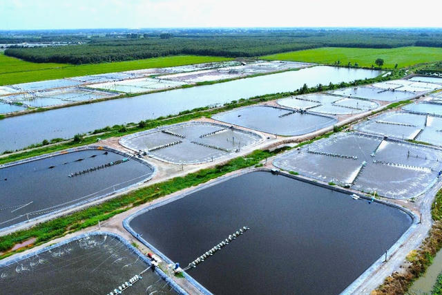 Cà Mau chấp thuận chủ trương đầu tư khu nuôi trồng thủy sản công nghệ cao hơn 5.000 ha