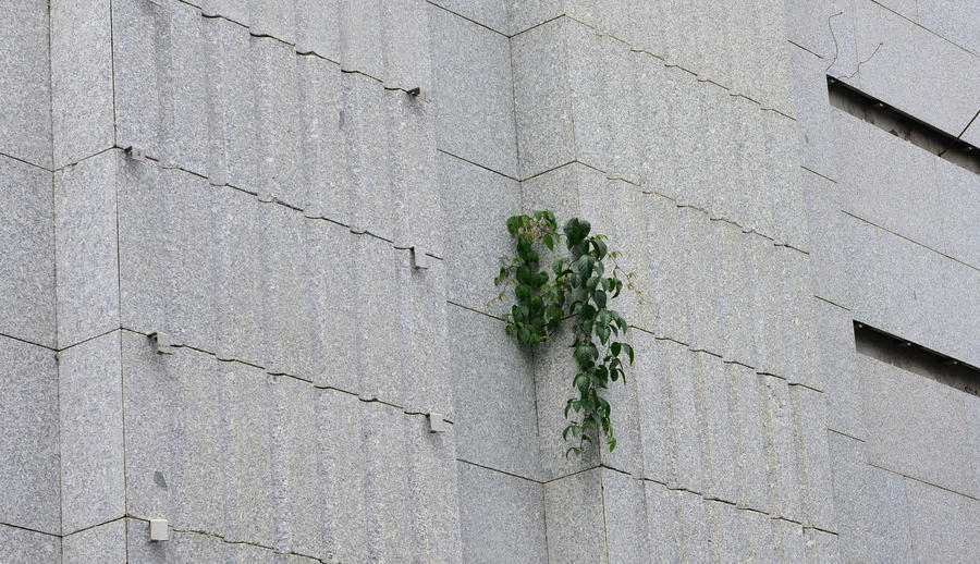 Cây dại mọc cả trên những bức tường được ốp lát.