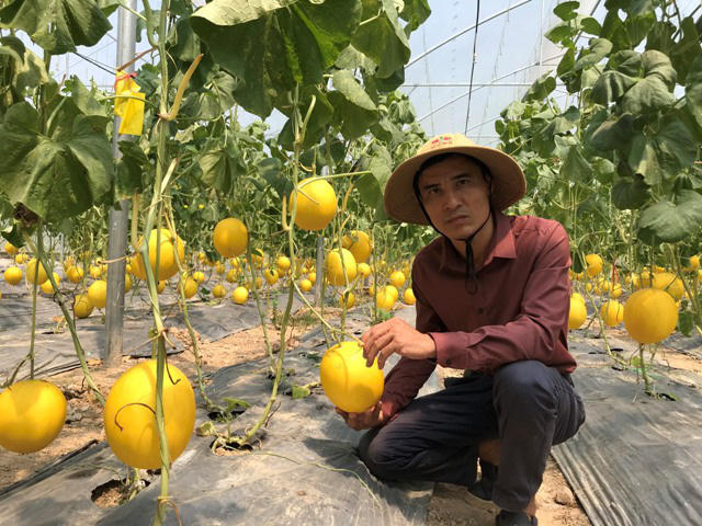 Anh Lê Văn Long là người tiên phong đưa mô hình trồng dưa lưới kim hoàng hậu bằng công nghệ cao vào sản xuất ở huyện Triệu Sơn (Thanh Hóa). Ảnh: Hữu Dụng