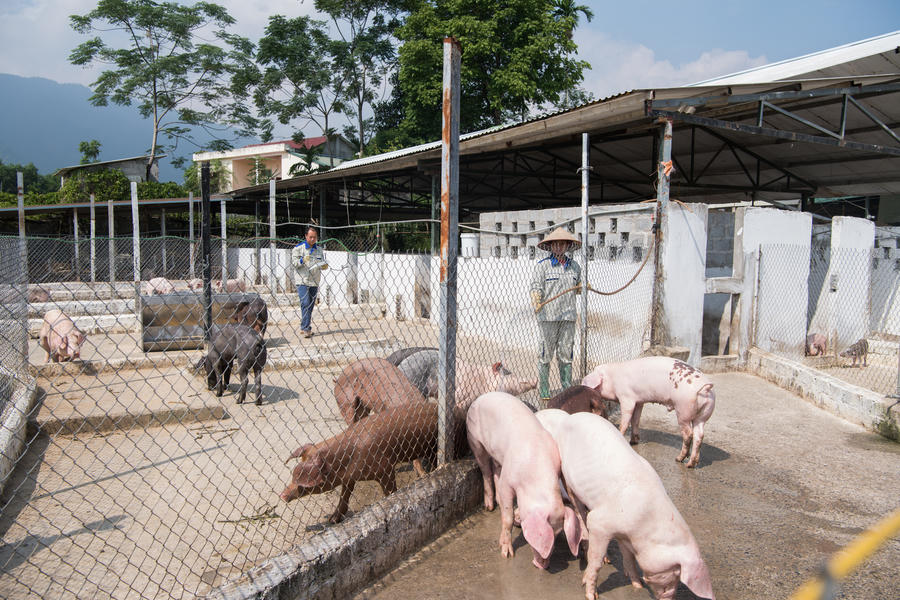 Trang trại Nguyên Khôi Farm