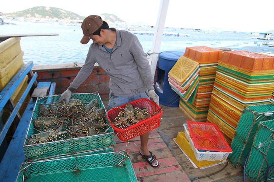 Trao đổi với Báo Người Lao Động ngày 6-9, ông Trương Đình Hòe, Tổng Thư ký Hiệp hội Chế biến và Xuất khẩu thủy sản Việt Nam (VASEP), cho hay tôm hùm là một trong những mặt hàng xuất khẩu bị ảnh hưởng nặng nề nhất bởi dịch bệnh Covid-19.  