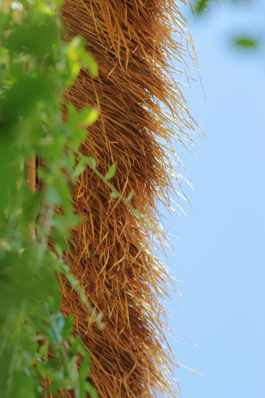 Để khắc phục nhược điểm chịu gió bão kém của cỏ tranh, nhóm thiết kế đã đưa ra sáng kiến sử dụng mái bê tông lợp tranh sen để vừa chống nắng nóng vào mùa hè lại chống gió bão vào mùa đông. 