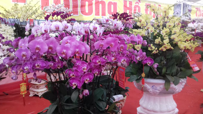 Mãn nhãn ngắm hoa Lan Hồ Điệp khoe sắc ngày cận tết