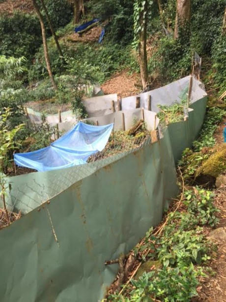 Vườn s&acirc;m Ngọc Linh giữa n&uacute;i của &ocirc;ng Lĩnh.