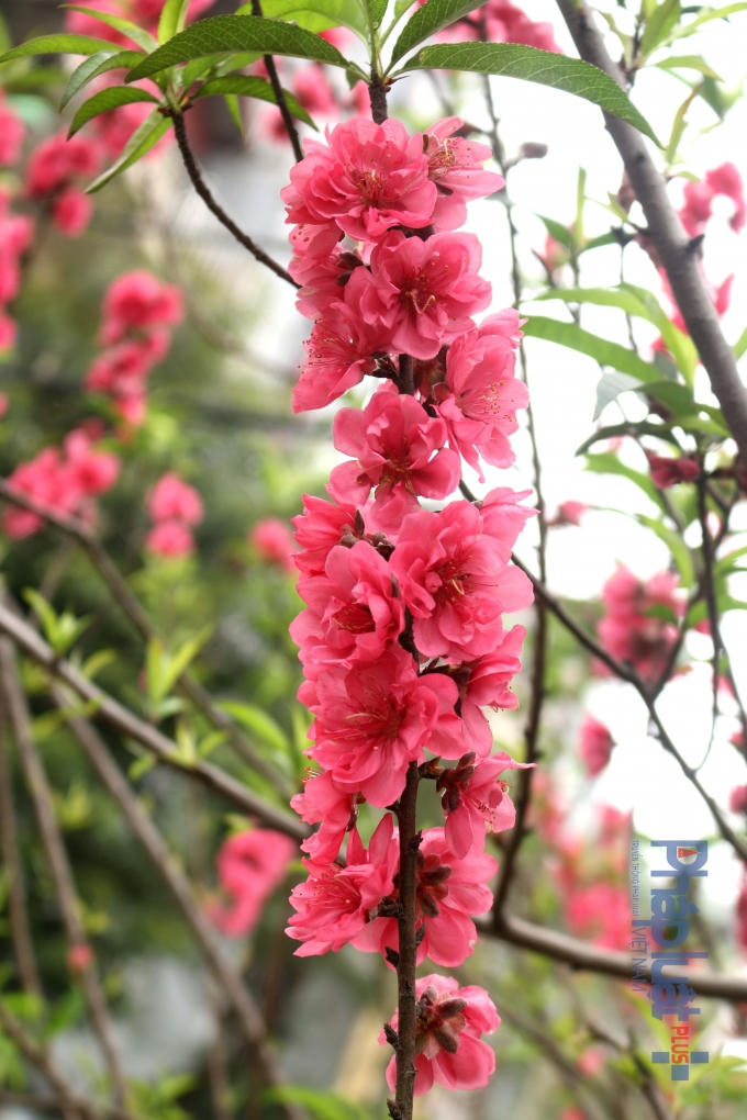 Đào khoe sắc rực rỡ.