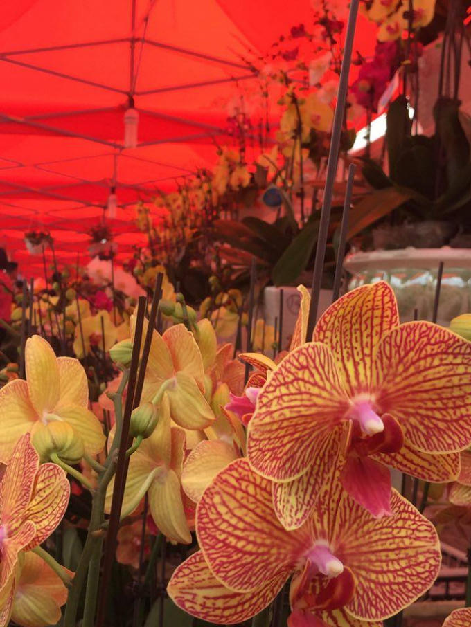 Hoa Lan g&acirc;y ch&uacute; &yacute; với đ&ocirc;ng đảo du kh&aacute;ch tại Hội hoa xu&acirc;n 2017.