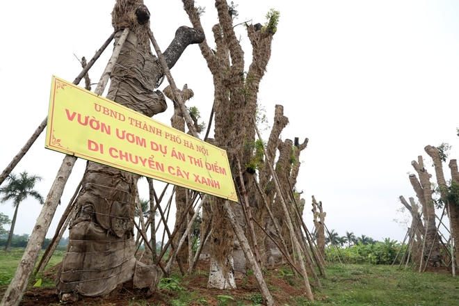 Các cây xanh nêu trên được đưa đến vườn ươm Đa Tốn (Gia Lâm, Hà Nội), nay đã bắt đầu đâm chồi, nảy lộc.