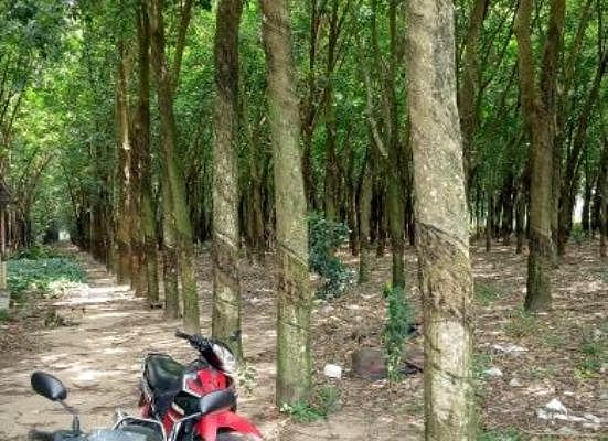 Khu đất thuộc sở hữu của người thân ông Huệ đang trồng cây cao su.