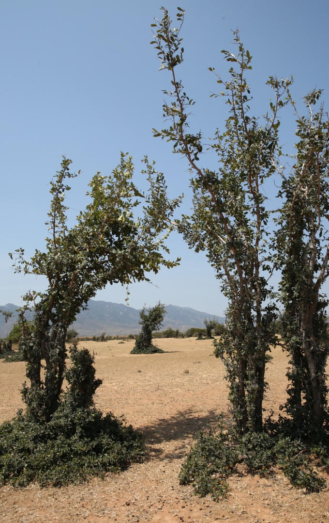 Ba cây sanh được các "nghệ nhân" cừu "nắn gọt" thành một chiếc cổng chào xinh xắn