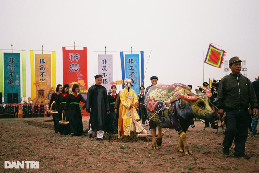 Chú trâu to khỏe nhất, đẹp nhất sau khi thắng giải cuộc thi vẽ trang trí trâu ngày hôm trước sẽ vinh dự được kéo cày cho vua trong lễ hội.
