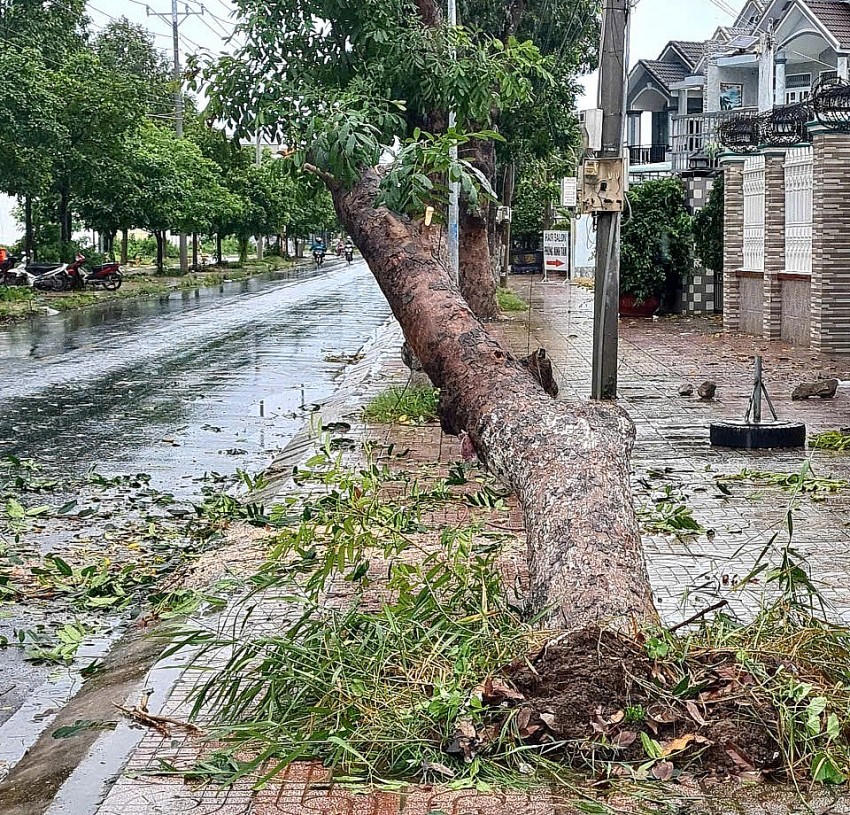 Giông lốc còn làm gãy đổ cây xanh, ảnh hưởng đường dây điện và giao thông.