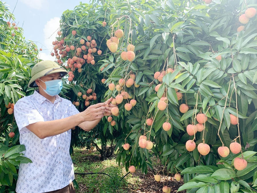 Quả vài thiều Bắc Giang đang xuất khẩu sang nhiều thị trường trên thế giới.