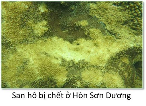Đáy biển miền Trung ra sao sau sự cố môi trường?