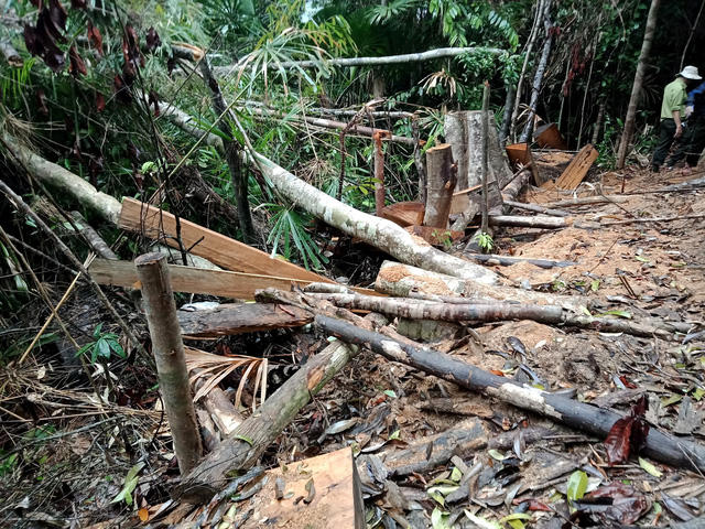 Hiện trường phá rừng phòng hộ ở huyện Đông Giang