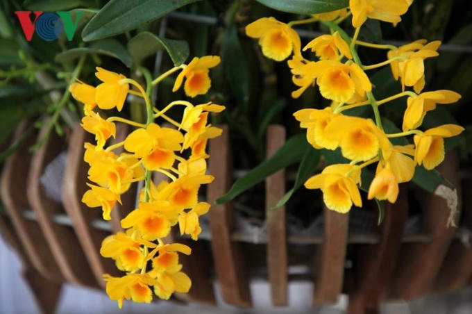 Rực rỡ hương sắc lan rừng Lai Châu