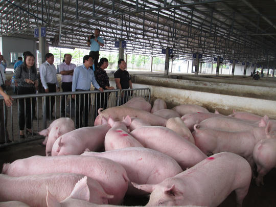 Giá heo hơi đang ở dưới giá thành