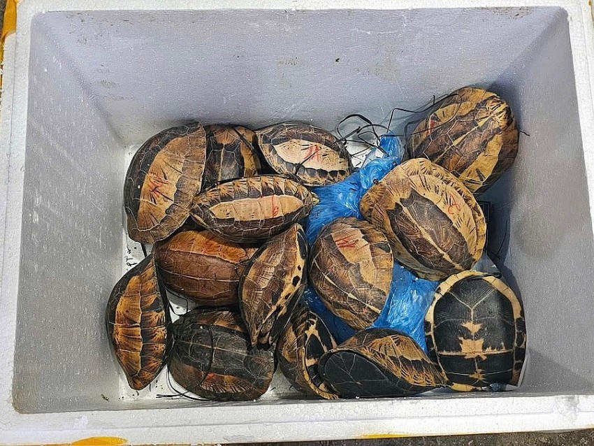Các cá thể rùa quý hiếm bị vận chuyển, mua bán trái phép. (Ảnh: Công an Tuyên Quang).