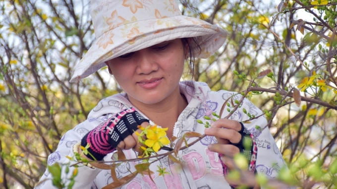 Tưng bừng hội chợ hoa Tết Đ&agrave; Nẵng