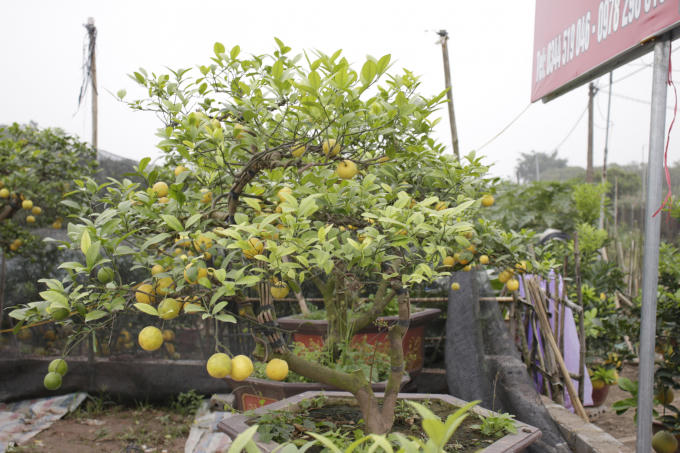 Những mẫu cây cảnh độc lạ phục vụ dịp Tết Kỷ Hợi 2019