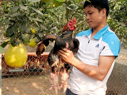 Giống gà Đông Tảo nổi tiếng với đặc điểm nhận dạng là đôi chân rất lớn.
