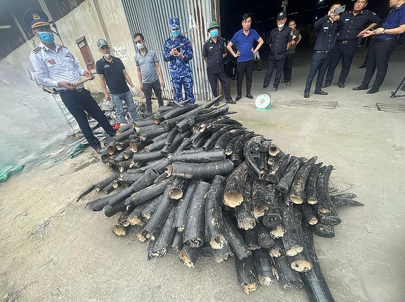 Tang vật ngà voi nhập lậu bị lực lượng chức năng thu giữ (Ảnh: dangcongsan.vn).