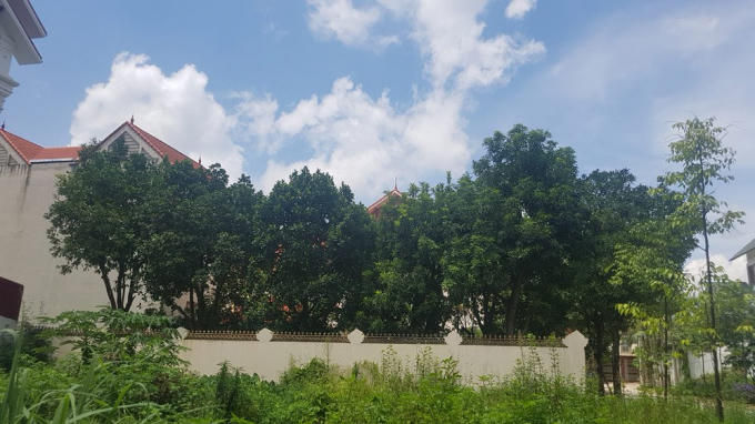 Chủ nhân của biệt thự này trồng một