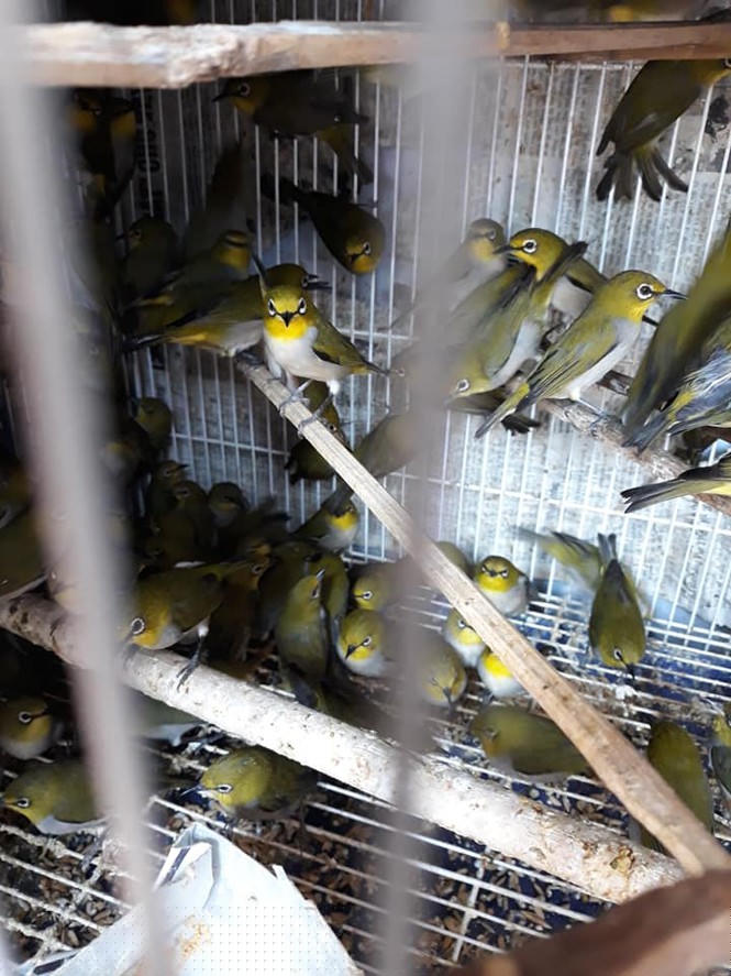 Góc khuất phóng sinh thời 'cô vi' - ảnh 2