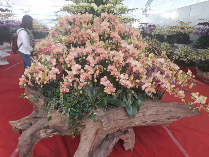 Những cánh lan hồ điệp hồng rực trên nền gỗ lũa thâm nâu tạo nên vẻ đẹp độc đáo.