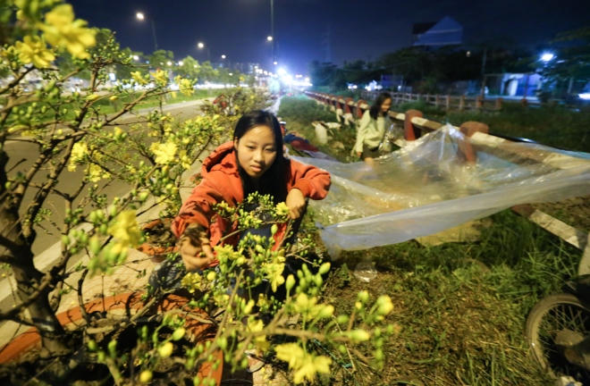 Gương mặt bơ phờ vì mệt mỏi, em Trần Nguyễn Yến Ngà (16 tuổi, THCS Hoàng Hoa Thám, quận Bình Thạnh) tranh thủ lặt vài lá mai cho đỡ buồn ngủ. "Nhà em có ba người ra coi mai, che tạm tấm giấy bóng dưới thảm cỏ, mọi người thay phiên nhau trông coi. Đây là năm đầu em trông hoa cho nhà, cả đêm ngồi chán không biết làm gì cả. Buồn lắm, nhưng không thức trông thì bị mất trộm", Ngà nói.
