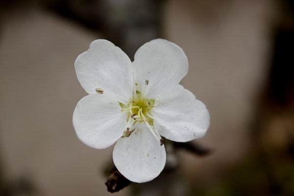 Một vẻ đẹp tinh khôi và thuần khiết. Ảnh: Như Trường.