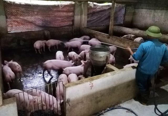 Tính đến thời điểm hiện tại, trên địa bàn tỉnh Nghệ An đã xuất hiện 2 ổ dịch tả lợn châu phi .