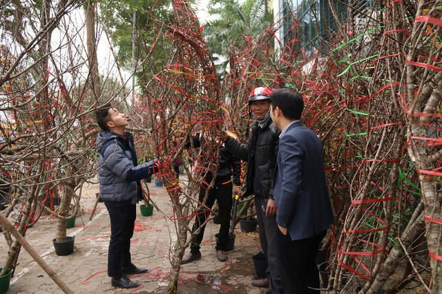 Để có những cây đào rừng đẹp, các chủ vườn thường phải thuê người lặn lội vào các cánh rừng “sâu” để săn tìm, sau đó thuê xe đánh về Hà Nội. Năm nay thời tiết thuận lợi nên theo các chủ buôn, đào rừng dự tính sẽ kịp bung nở trong dịp Tết Nguyên đán.