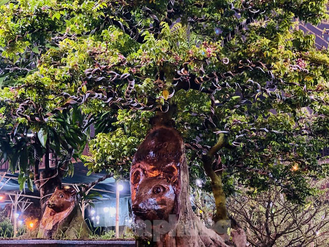 khe 100 tuoi hinh dau chuot doc la, gia 500 trieu gay xon xao hinh anh 2