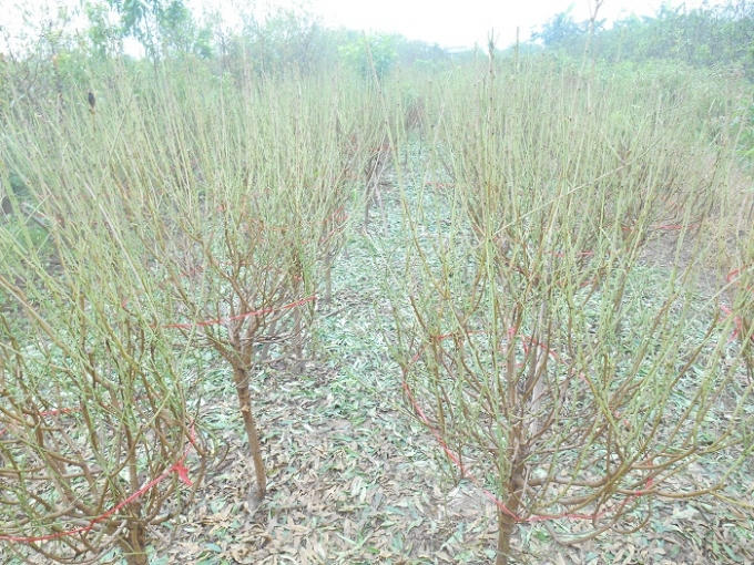 Những cây đào Nhật Tân đã được tỉa tuốt lá kỹ càng, đợi ngày đơm hoa