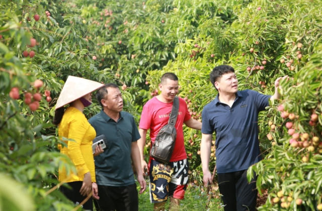 Vải thiều sớm Bắc Giang được giá, đã tiêu thụ gần 14.000 tấn
