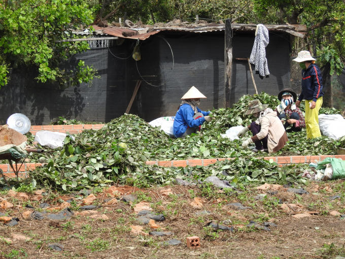 Người dân huyện Cư M'Nga đang thu hoạch tiêu.
